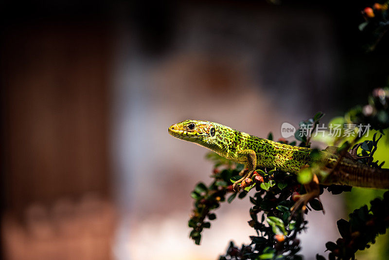 欧洲绿蜥蜴(Lacerta viridis)，南欧斯洛文尼亚最大的本地蜥蜴